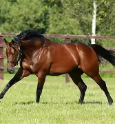 魔术客场遭遇溜马绝杀,失去比赛的球员 魔术客场遭遇溜马绝杀,失去比赛的球员